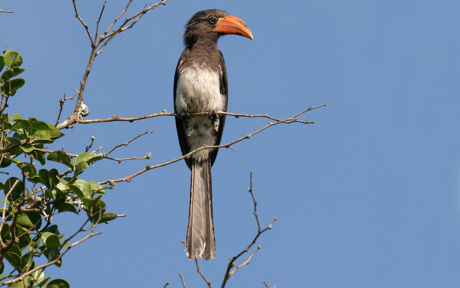 image Crowned Hornbill